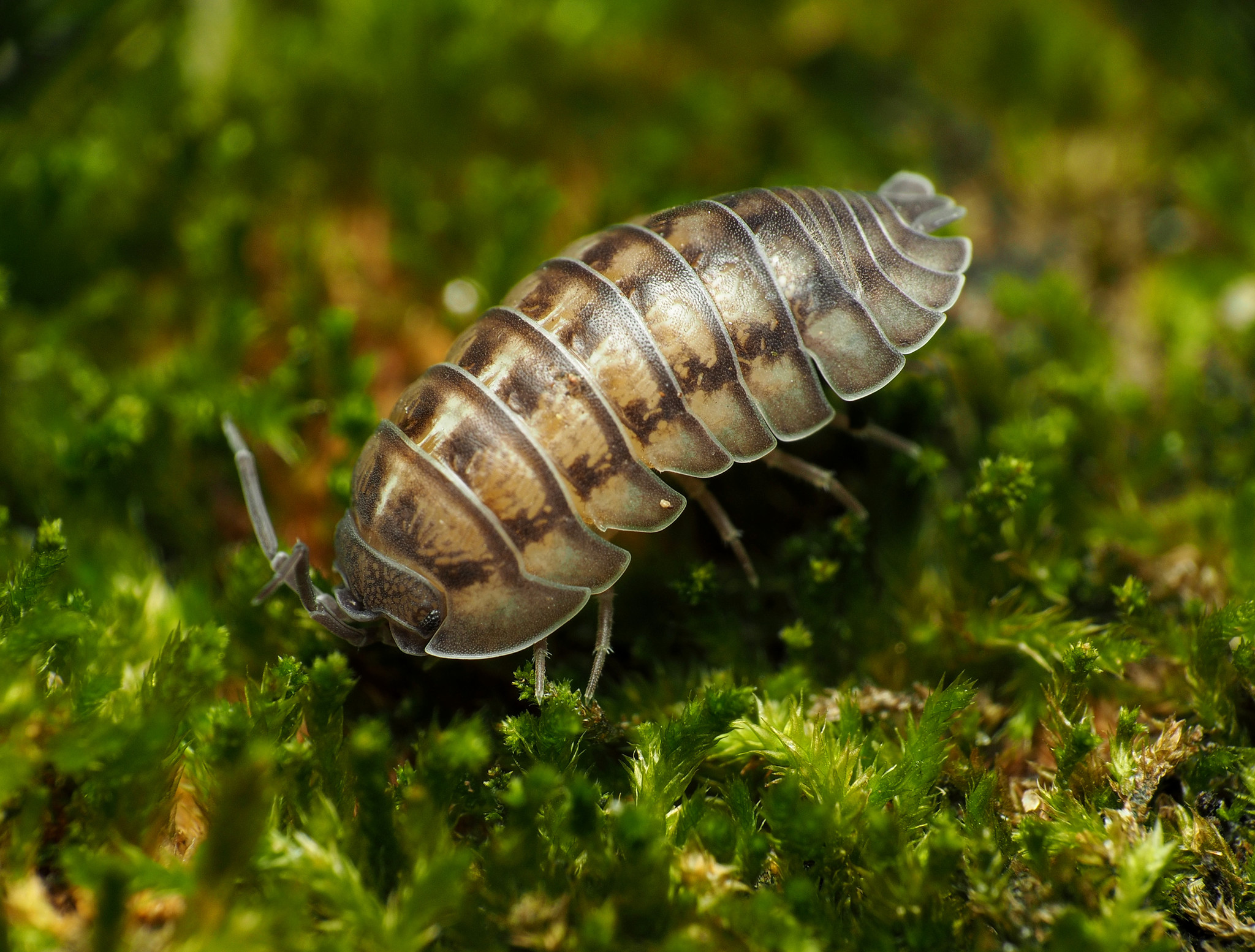 A nosy pillbug on a bed of moss